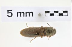 Foto (Dorsalansicht) von Gambrinus plebejus (NHMW-ZOO-COL-0008595)